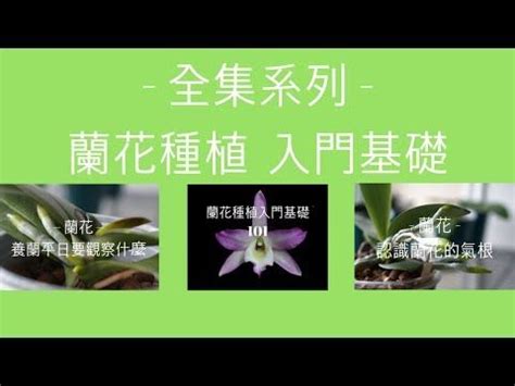 蘭花養殖|蘭花新手專屬 要變高手必學的養蘭入門基礎 